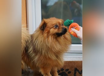 Balu SR - freundlich, verträglich