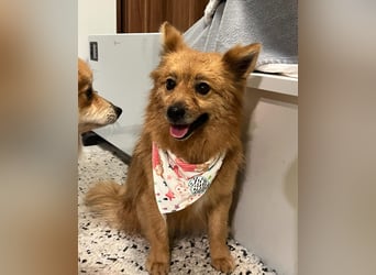 Molly SR - lieb, verträglich