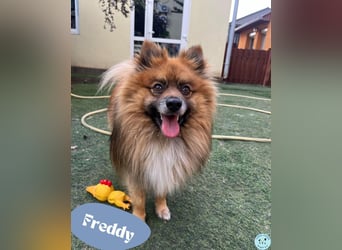 Freddy - endlich frei