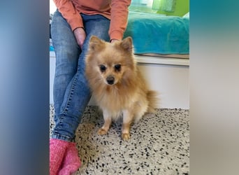 Peanut SR - freundlich, anfangs schüchtern