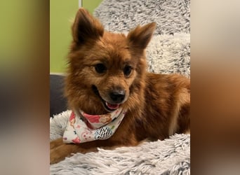 Molly SR - lieb, verträglich