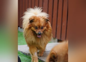 Balu SR - freundlich, verträglich