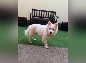 Fritz SR - gelassen, rüstiger Rentner