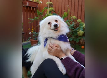 Pakito - verträglich, neugierig, anhänglich