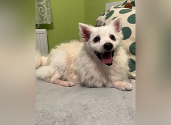 Rosie SR, super süß und freundlich