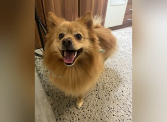 Milou SR - freundlich, aufgeschlossen 