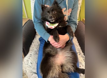 Mable SR- dominant, freundlich