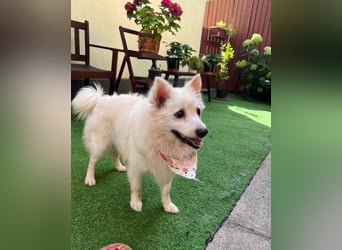 Rosie SR, super süß und freundlich