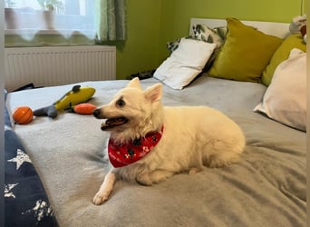 Glory SR - lieb, verschmust