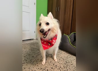 Glory SR - lieb, verschmust