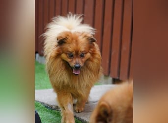 Balu SR - freundlich, verträglich