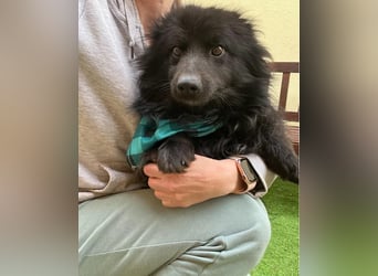 Momo SR - freundlich, verträglich