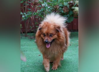 Balu SR - freundlich, verträglich