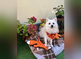 Fynn SR - superfreundlich, verspielt