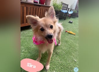 Kira - sehr lieb und anhänglich