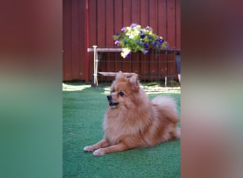 Teddy - Teo ein echter Spitz