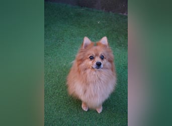 Teddy - Teo ein echter Spitz