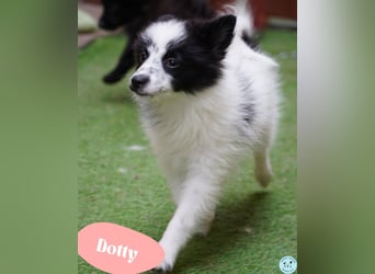 Dotty - kleines Spitzmädchen