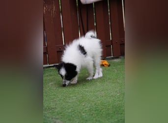 Dotty - kleines Spitzmädchen
