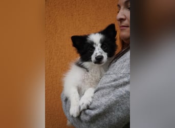 Dotty - kleines Spitzmädchen