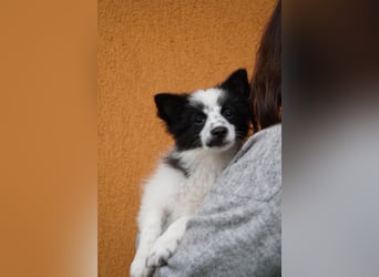 Dotty - kleines Spitzmädchen