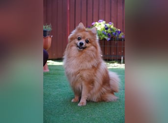 Teddy - Teo ein echter Spitz