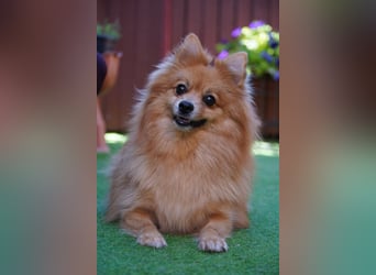 Teddy - Teo ein echter Spitz