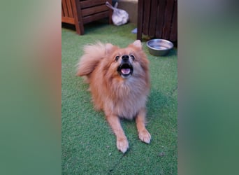 Teddy - Teo ein echter Spitz