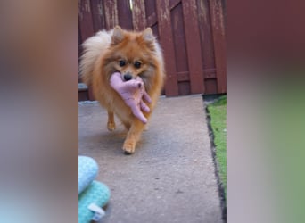 Teddy - Teo ein echter Spitz