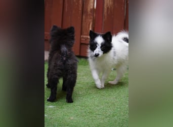 Dotty - kleines Spitzmädchen