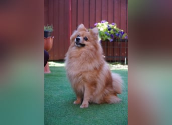 Teddy - Teo ein echter Spitz