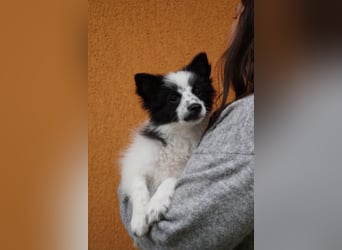 Dotty - kleines Spitzmädchen
