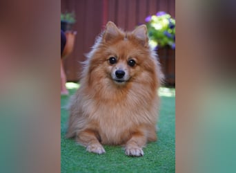 Teddy - Teo ein echter Spitz