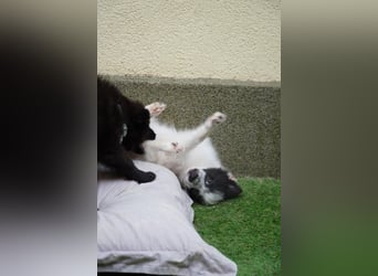 Dotty - kleines Spitzmädchen