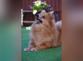 Teddy - Teo ein echter Spitz