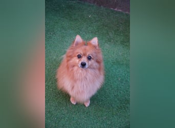 Teddy - Teo ein echter Spitz
