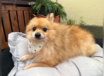 Dynamischer Charlie sucht einfühlsames Zuhause