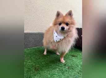 Dynamischer Charlie sucht einfühlsames Zuhause