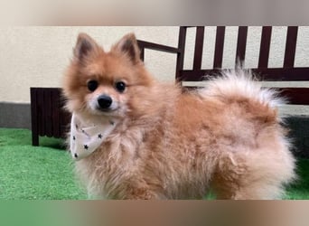 Dynamischer Charlie sucht einfühlsames Zuhause