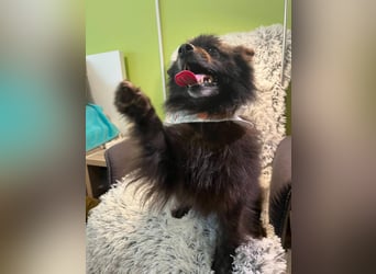 Paco2 SR – Kleiner Charmeur sucht liebevolles Zuhause