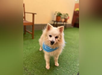 Stanley SR – kleiner Senior sucht großes Glück