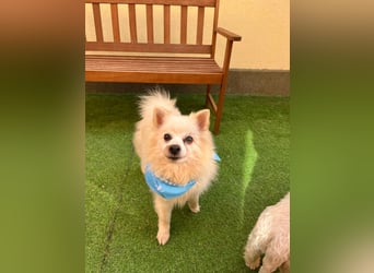 Stanley SR – kleiner Senior sucht großes Glück