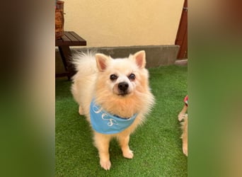 Stanley SR – kleiner Senior sucht großes Glück