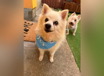 Stanley SR – kleiner Senior sucht großes Glück