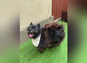 Paco2 SR – Kleiner Charmeur sucht liebevolles Zuhause