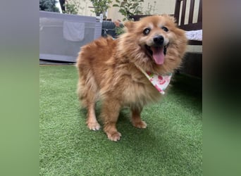 Berta2 SR – kleine Kämpferin mit großem Herz sucht Geborgenheit