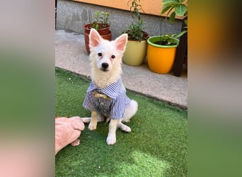 Eszkimo-SR- Kleiner Diamant auf vier Pfoten sucht seine Familie