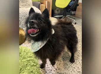 Paco2 SR – Kleiner Charmeur sucht liebevolles Zuhause