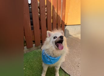 Stanley SR – kleiner Senior sucht großes Glück