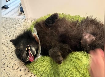 Paco2 SR – Kleiner Charmeur sucht liebevolles Zuhause